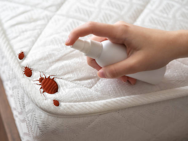 Best Wasp Removal Services  in Colfax, IA