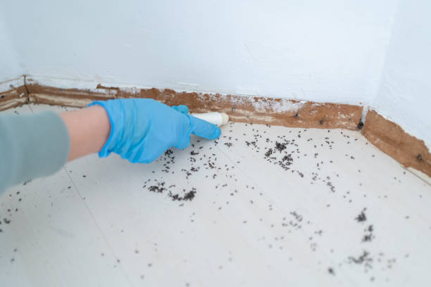 Best Pest Control Treatment  in Colfax, IA